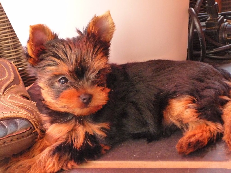 De Feeline In Love - Yorkshire Terrier - Portée née le 13/05/2015